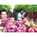 china product chinese fresh red table grape fruit seedless red globe crimson red color